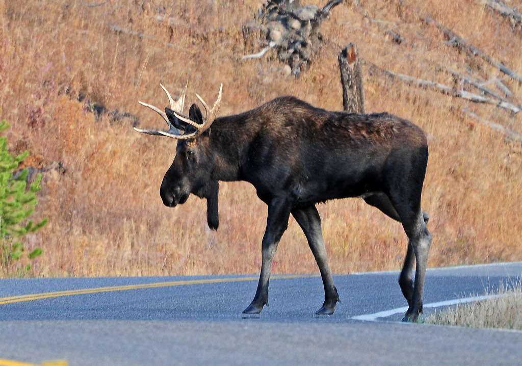 Moose from Park County, WY, USA on October 1, 2008 at 07:25 AM by Alan ...