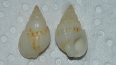 Nassarius nigellus