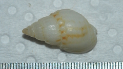 Nassarius nigellus