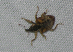 Conotrachelus anaglypticus