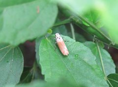 Bothrogonia ferruginea