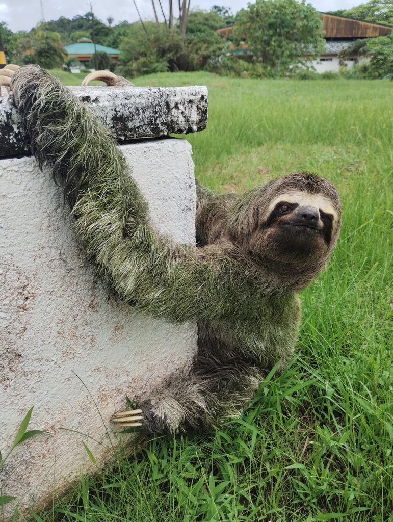 Brown-throated Three-toed Sloth from Buenaventura, Valle del Cauca ...