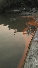 Noctiluca scintillans