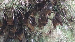 Hypsignathus monstrosus