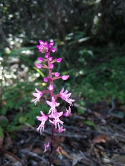 Stenoglottis fimbriata