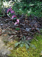 Stenoglottis fimbriata