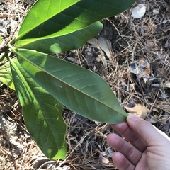 Magnolia grandiflora