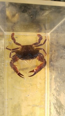 Charybdis hellerii