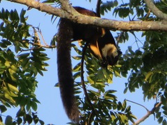 Ratufa bicolor
