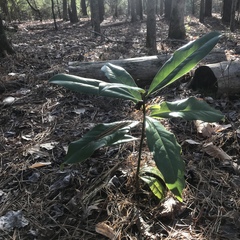 Magnolia grandiflora