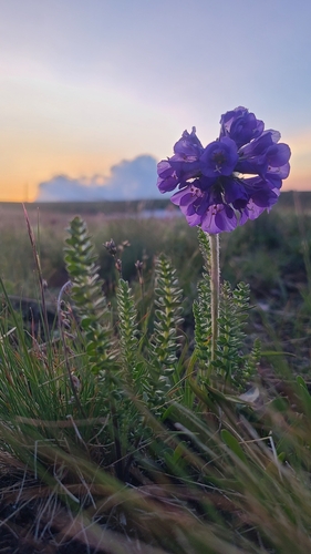 Sticky polemonium (Polemonium viscosum)