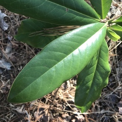 Magnolia grandiflora