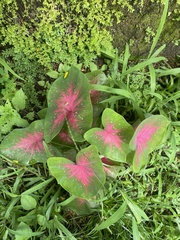 Caladium bicolor image