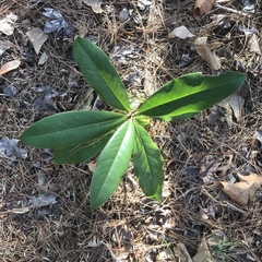 Magnolia grandiflora