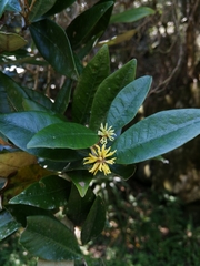 Trichocladus ellipticus