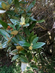 Trichocladus ellipticus