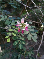 Indigofera jucunda