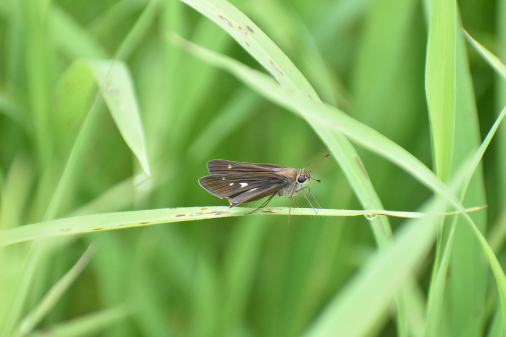 Hesperiini in August 2023 by Hannah Leabhart · iNaturalist