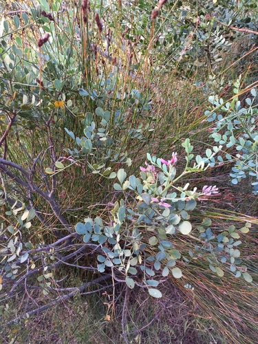 Image of Indigofera frutescens by no rights reserved