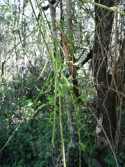 Osyridicarpos schimperianus