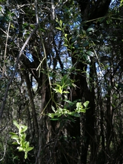 Osyridicarpos schimperianus