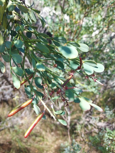 Image of Indigofera frutescens by no rights reserved