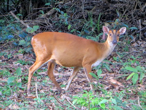 Northern Red Muntjac, photo 8 of 8