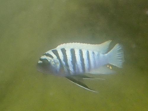 Maylandia zebra