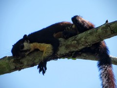 Ratufa bicolor
