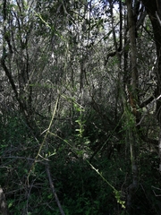 Osyridicarpos schimperianus