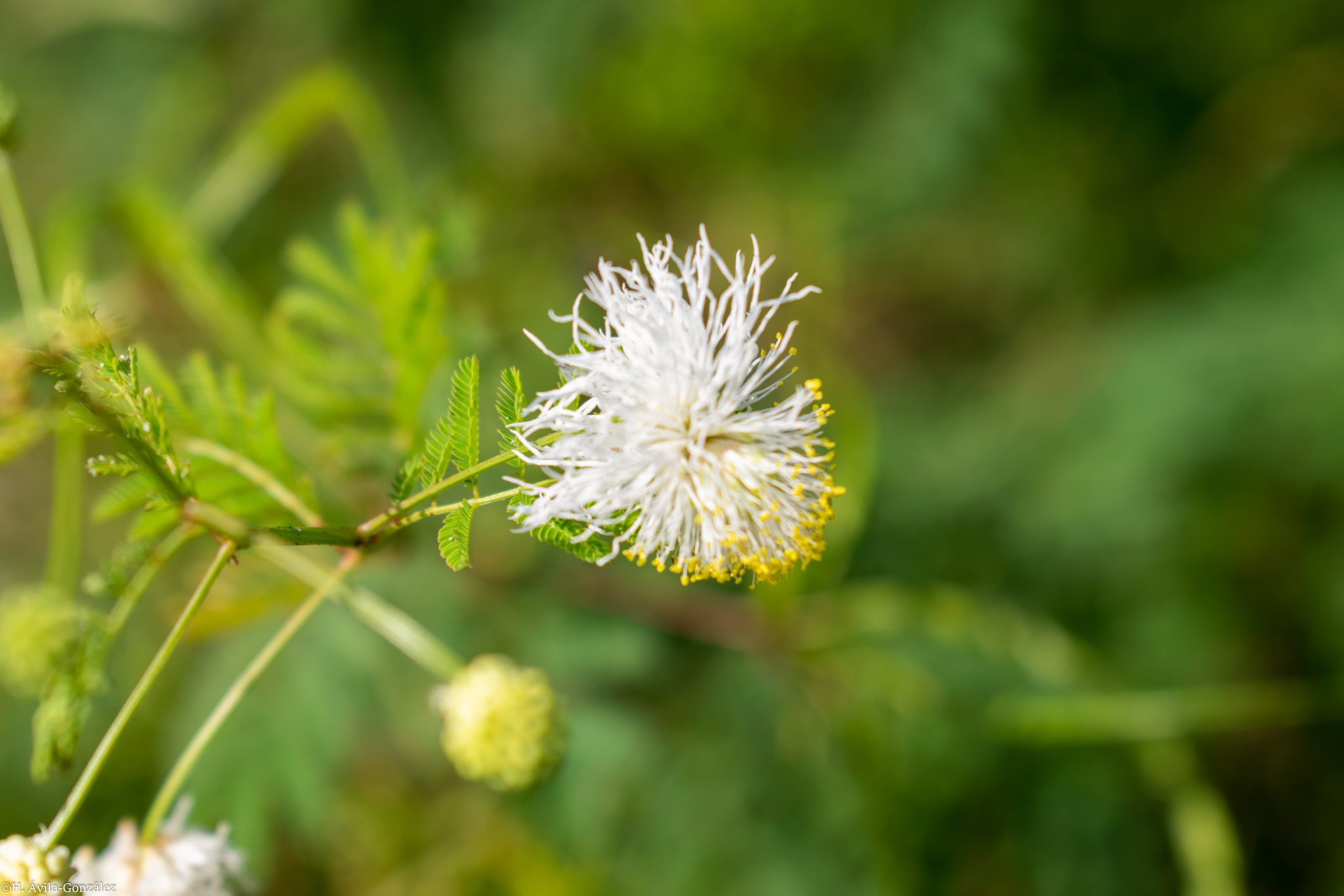 Desmanthus covillei