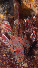Bovichtus angustifrons