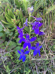 Delphinium decorum