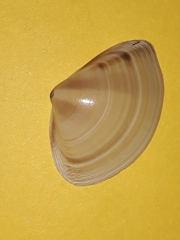 Austromactra rufescens