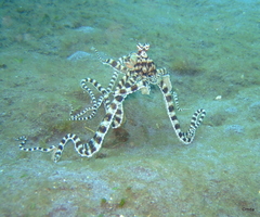 Thaumoctopus mimicus