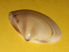 Austromactra rufescens