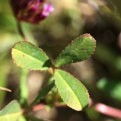 Trifolium gracilentum