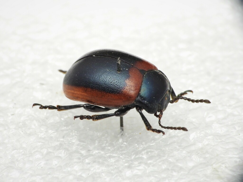 Chrysolina limbata