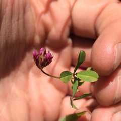 Trifolium gracilentum