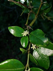 Cassinopsis ilicifolia