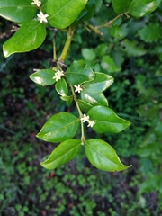 Cassinopsis ilicifolia