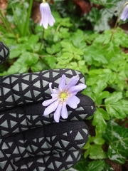 Anemonoides apennina