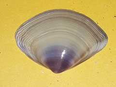 Austromactra contraria