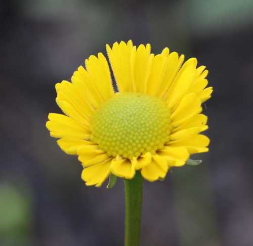 Image of Helenium vernale by (c) Lauren McLaurin, some rights reserved (CC BY)