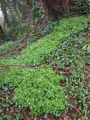 Anemonoides apennina