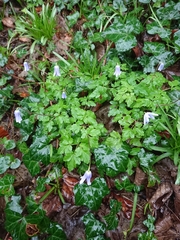 Anemonoides apennina