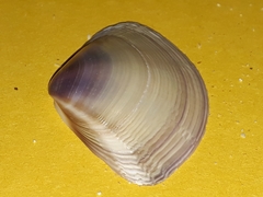 Austromactra contraria