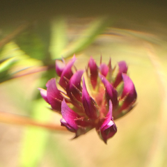 Trifolium gracilentum