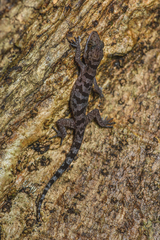 Cyrtodactylus cattienensis