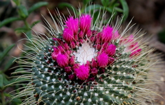 Mammillaria spinosissima